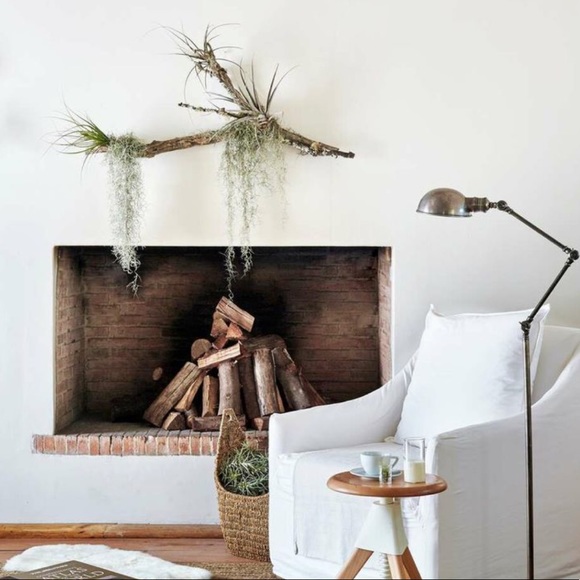 🌍5 lbs. real Air Plants OrganicReal  Live Spanish Moss Extra Long Rare C… - Picture 12 of 17